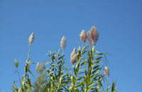 Quintinha Loendros | Linkempfehlungen